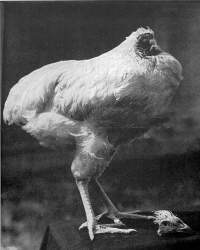 headless chicken